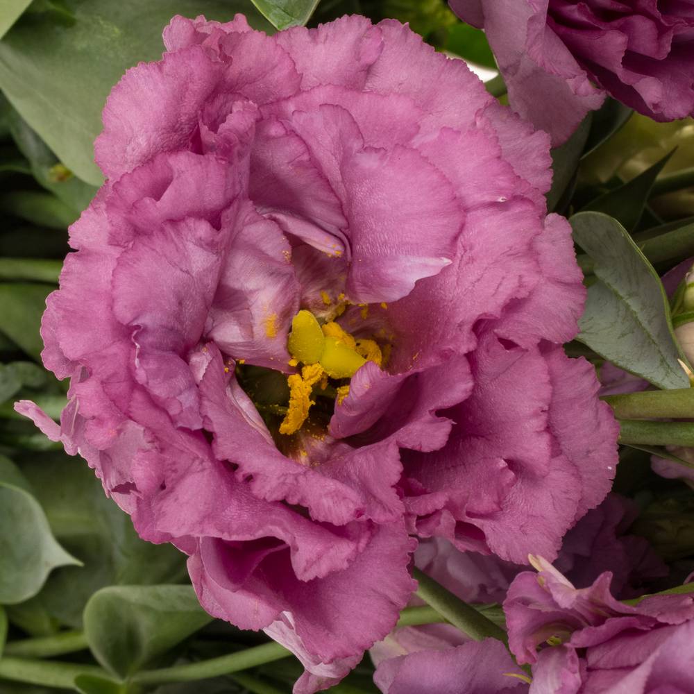 Lisianthus milka Julius grape 5+ 70cm