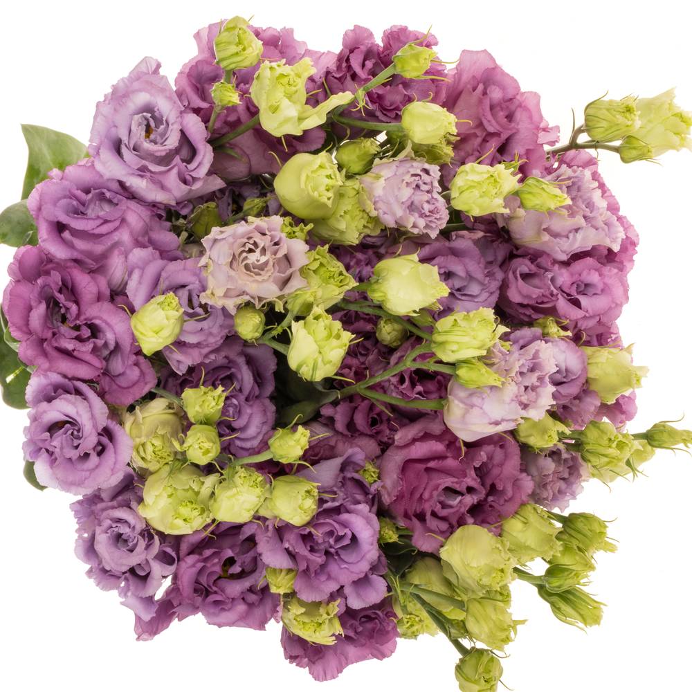 Lisianthus milka Julius grape 5+ 70cm