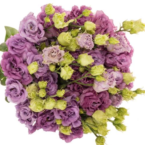 Lisianthus milka Julius grape 5+ 70cm