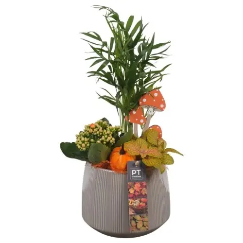 Chamaed.Arr PTHI5528 Herbst T15 H040