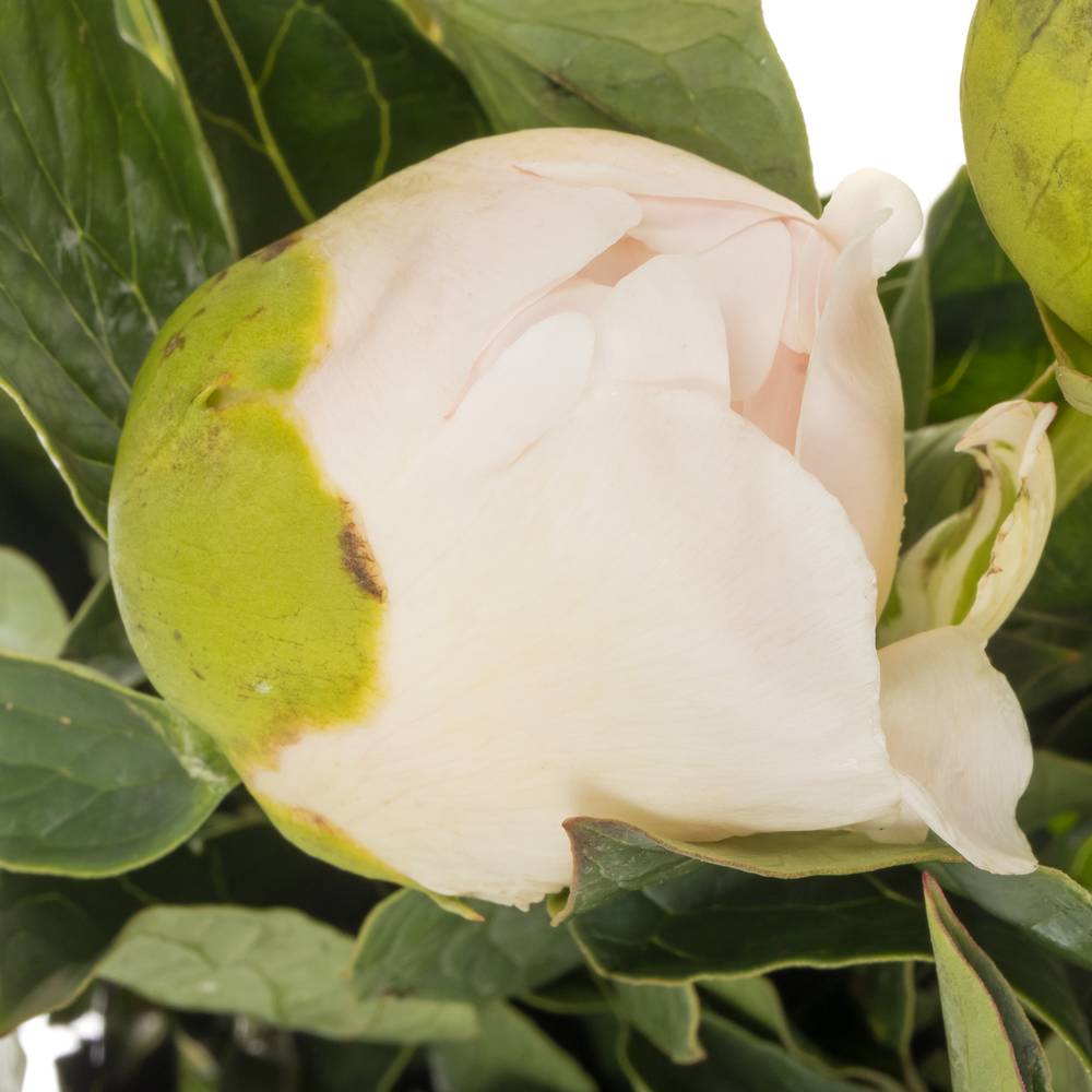 Pfingstrose creme gefüllt Bridal Gown 45cm