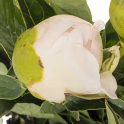 Pfingstrose creme gefüllt Bridal Gown 45cm