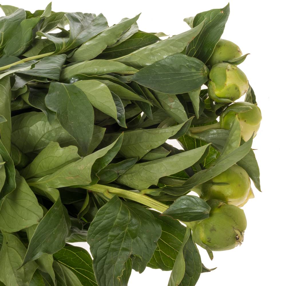 Pfingstrose creme gefüllt Bridal Gown 45cm