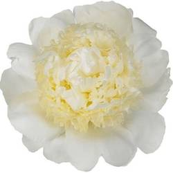 Pfingstrose creme gefüllt Bridal Gown 45cm