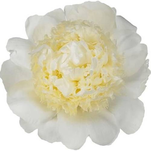 Pfingstrose creme gefüllt Bridal Gown 45cm