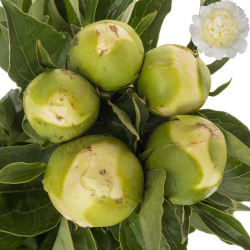 Pfingstrose creme gefüllt Bridal Gown 45cm