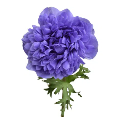 Anemone blau Levante Blue 40cm Italien