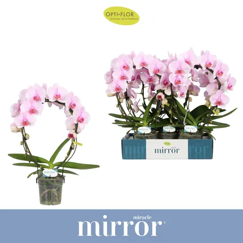 Phal.2-R hell rosa Mirror Tiana T12 H050