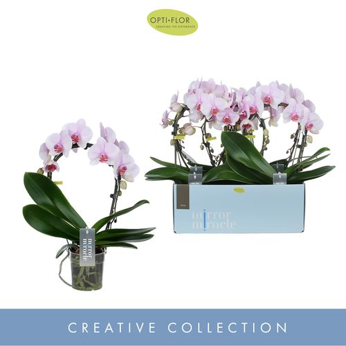 Phal.2-R rosa Mirror Tiana T12 H50