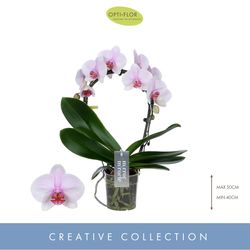 Phal.2-R rosa Mirror Tiana T12 H50