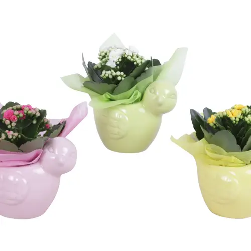 Kal.Arr mix ES616K0689 T16 H015