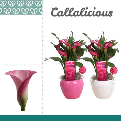 Calla rosa im mix Topf Melanie T12 H035