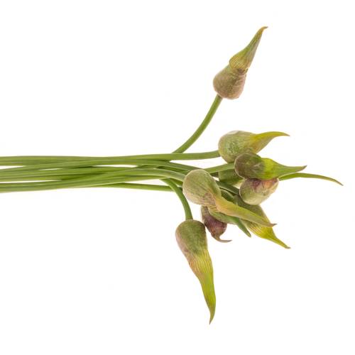 Allium grün Artistiq 85cm
