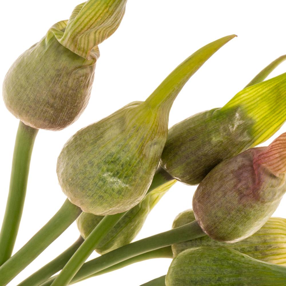 Allium grün Artistiq 85cm