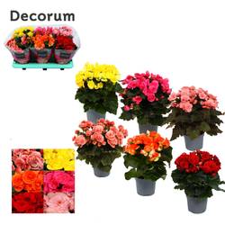 Begonie mix T13 H032