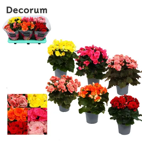 Begonie mix T13 H032