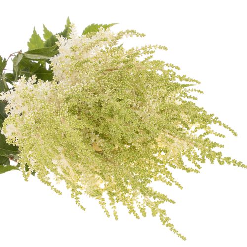 Spirea creme weiss Diamont 70cm