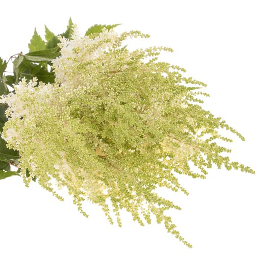 Spirea weiss Diamont 70cm