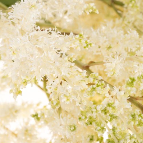 Spirea creme weiss Diamont 70cm