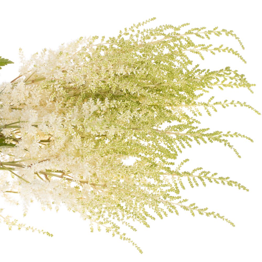 Spirea creme weiss Diamont 70cm