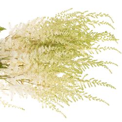 Spirea creme weiss Diamont 70cm
