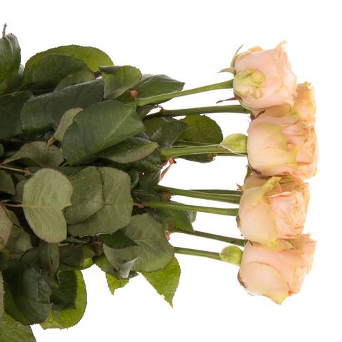 Rose rosa Doris Day 40cm