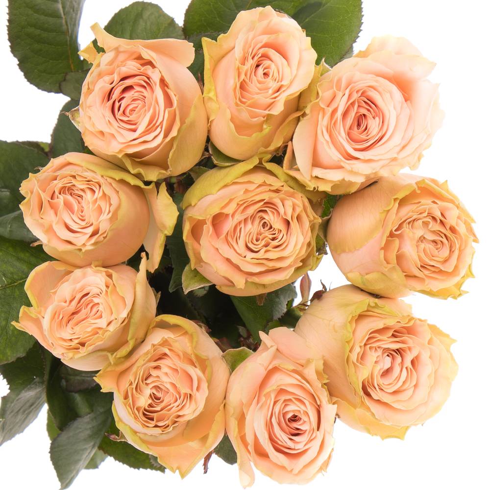 Rose rosa Doris Day 40cm