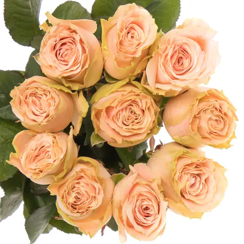 Rose rosa Doris Day 40cm