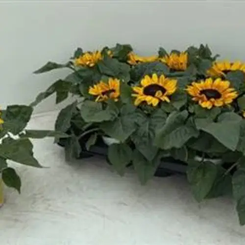 Sonnenblume Schnapch. von Uhr T10,5 H025