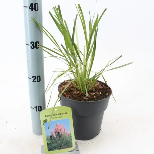 Cortaderia Selloana rosa Pink Feather T17 H055