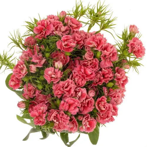 Bartnelke lachs Doblino Salmon 55cm