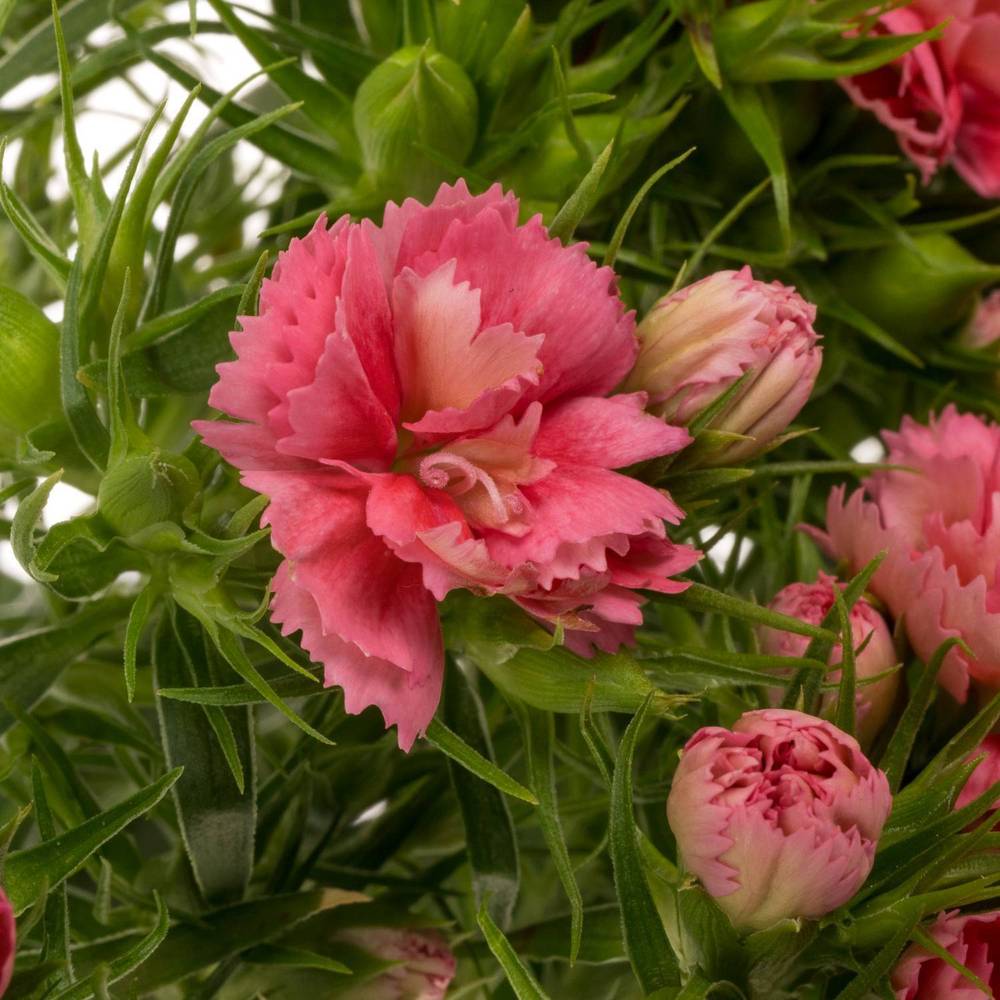 Bartnelke lachs Doblino Salmon 55cm