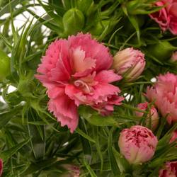 Bartnelke lachs Doblino Salmon 55cm