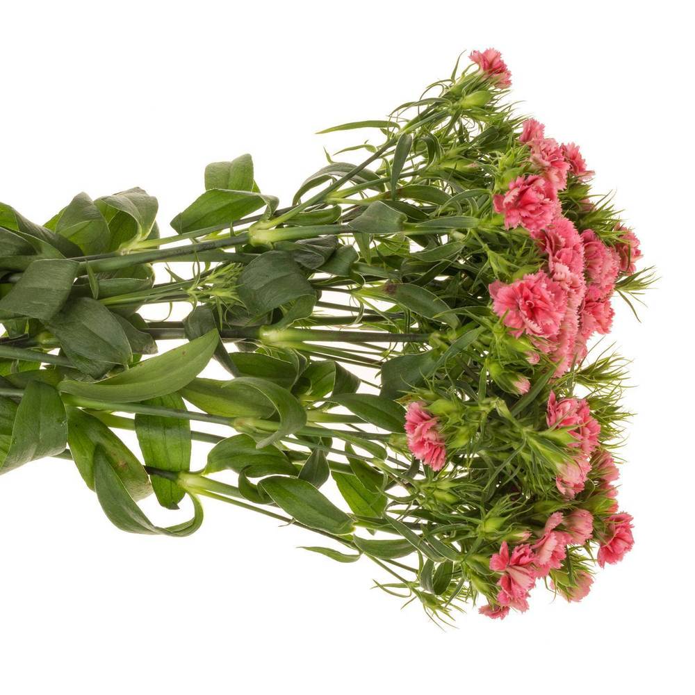 Bartnelke lachs Doblino Salmon 55cm