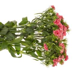 Bartnelke lachs Doblino Salmon 55cm