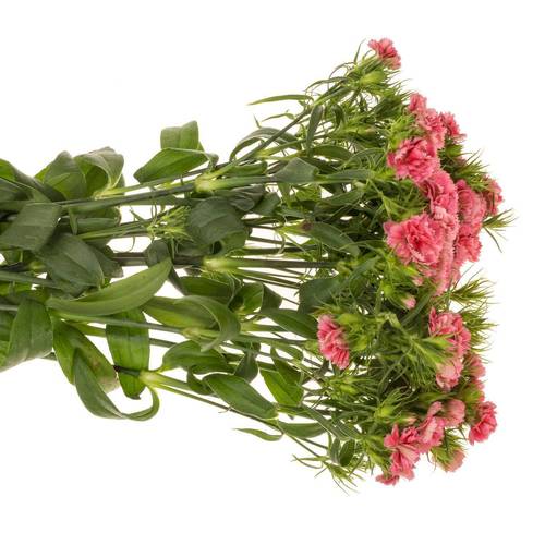 Bartnelke lachs Doblino Salmon 55cm