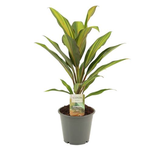 Cordyline Kiwi T12 H40