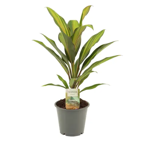 Cordyline Kiwi T12 H40
