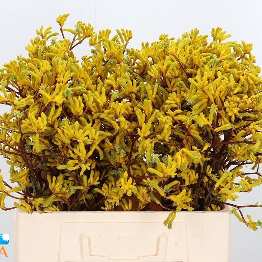 Kangeroo gelb Yellow Gem 60cm