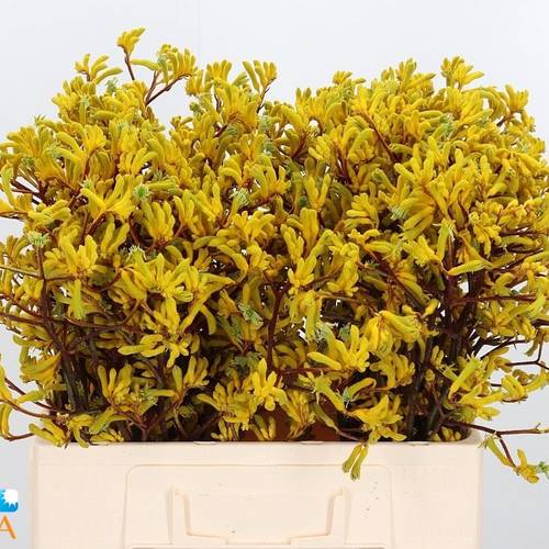 Kangeroo gelb Yellow Gem 60cm