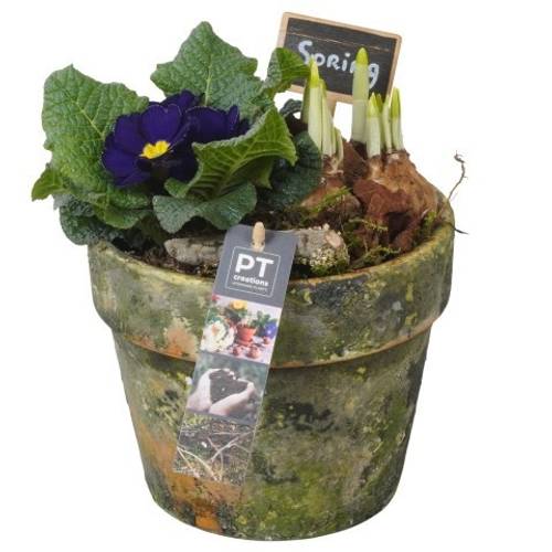 Garten.Arr PTBM3870 T17 H021