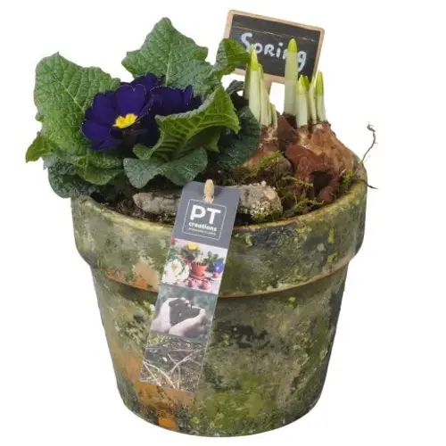 Garten.Arr PTBM3870 T17 H021