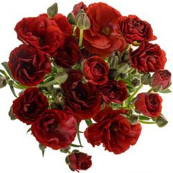 Ranunkel rot Butterfly Hades 60cm