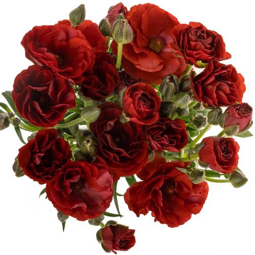 Ranunkel rot Butterfly Hades 60cm