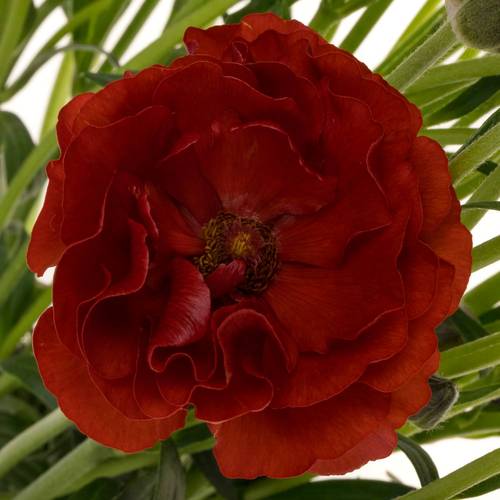 Ranunkel rot Butterfly Hades 60cm