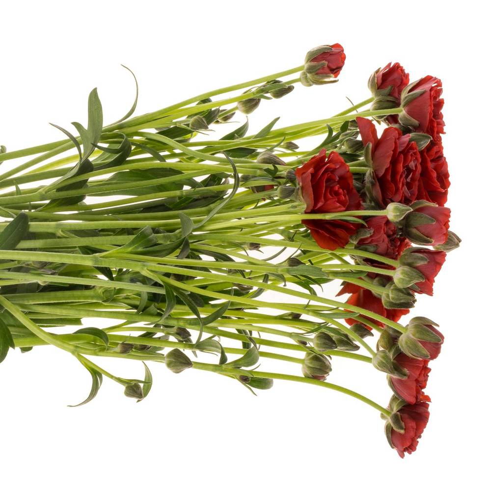 Ranunkel rot Butterfly Hades 60cm