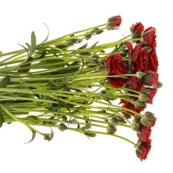 Ranunkel rot Butterfly Hades 60cm