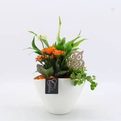 Spath.Arr-2511 Herbst T18 H035