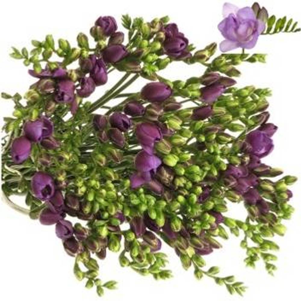 Freesie blau gefüllt Biscaya 22 Gramm