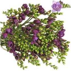 Freesie blau gefüllt Biscaya 22 Gramm